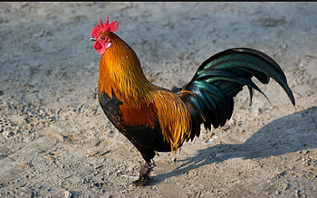 Rooster , Farmyard king, Sunrise herald, Rural elegance HD wallpaper