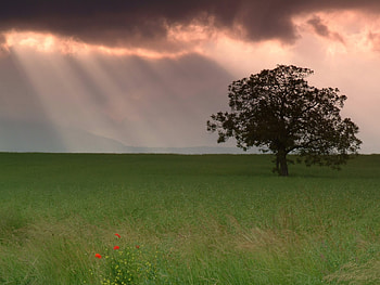 Sunset, nature, field, tree HD wallpaper