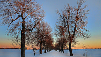 Winter scene, winter, scenery, pretty, snow, trees, nature, sunset HD wallpaper