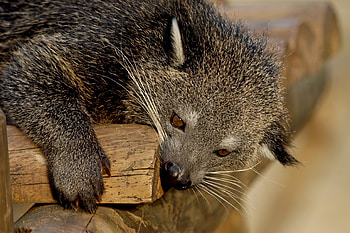 Binturong HD wallpaper