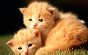 Baby animal cuteness, Adorable backgrounds, Innocent creatures, Playful nature HD wallpaper
