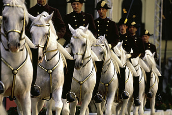 Lipizzan Queue, horses, white, vienna, lippizan HD wallpaper