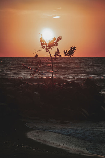 Nature, Sunset, Sea, Twilight, Coast, Bird, Wood, Tree, Dusk HD phone wallpaper