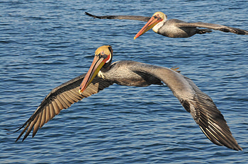 Animals, Birds, Sea, Pelicans HD wallpaper