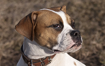 Animals, Dog, Muzzle, Sight, Opinion, Collar HD wallpaper