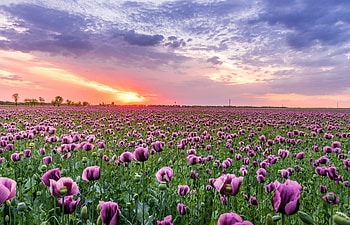 Violet, poppy field, flowers HD wallpaper