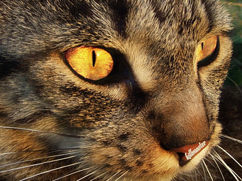 Golden eyes, sweet, animal, kitten, cat, feline HD wallpaper