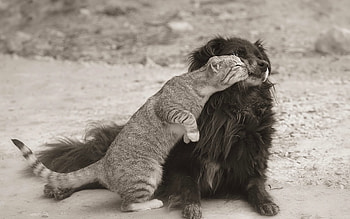Animals, Cats, Dogs HD wallpaper