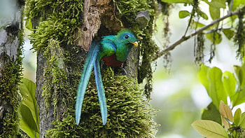 Exotic bird, blue, bird, exotic, pasari, nest HD wallpaper