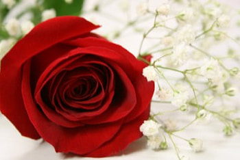 Sensual Rose, rose, sensual, red, flower HD wallpaper