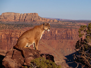 Puma (cougar), animals, canyon, puma, nature, rock HD wallpaper