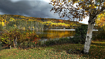 Autumn Forest, Forest, Foliage, Trunk, Shore, Pond HD wallpaper