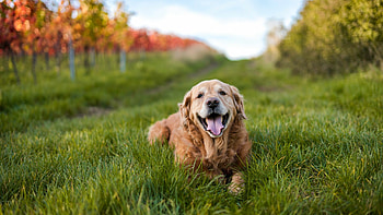 Golden Retriever, Stunning resolution, Breathtaking beauty, Nature's masterpiece HD wallpaper