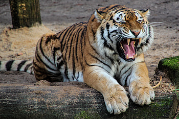 Animals, Aggression, Grin, Predator, Big Cat, Tiger HD wallpaper