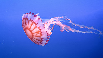 Jellyfish Tentacle Beautiful Underwater World HD wallpaper
