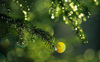 Pine tree , Natural backgrounds, Aspen tree , Aspen bark HD wallpaper