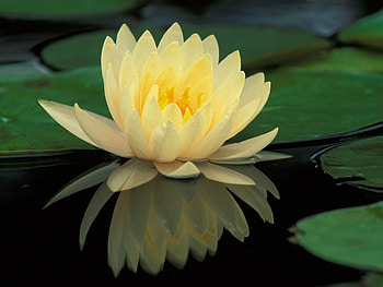 Plants, Flowers HD wallpaper