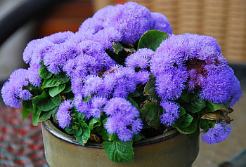 Flowers, Leaves, Flower, Fluffy, Pot, Ageratum, Agetunum HD wallpaper