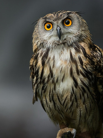 Eagle-owl, Owls HD phone wallpaper