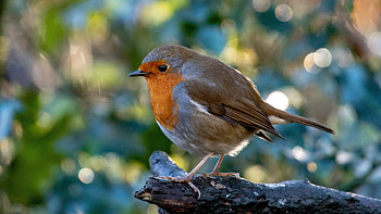 Robin bird in , Ultra quality, Stunning visuals, Feathery beauty HD wallpaper