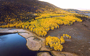 Large aspen grove during peak fall colors on the shore of Fish Lake in Utah, reflections, waer, colors, autumn, landscape, usa HD wallpaper