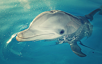Dolphin, Animals, Water, Spray, Head HD wallpaper