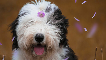 Old English Sheepdog, Dogs HD wallpaper