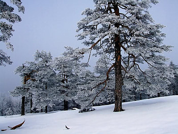 Icy Trees, winter, trees, snow, ice HD wallpaper