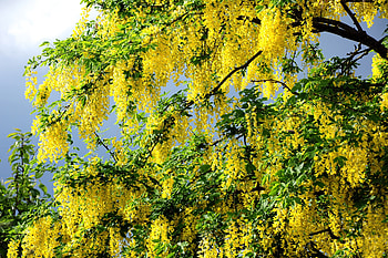 Spring, Flowers, Crown, Krone, Bloom, Flowering, Cloud HD wallpaper