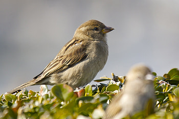 High-definition capture, Sparrow's beauty, Perfect shot HD wallpaper