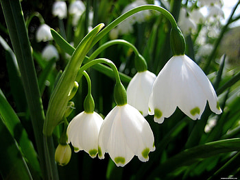 Plants, Flowers, Lily Of The Valley HD wallpaper