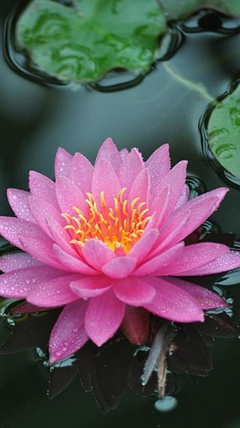 Lotus Flower, Adorable Flower HD phone wallpaper