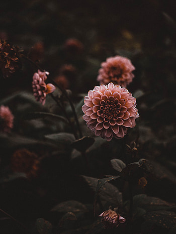 Flowers, Pink, Plant, Dahlias HD phone wallpaper