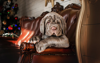 Dog, animal, furnature, relax HD wallpaper