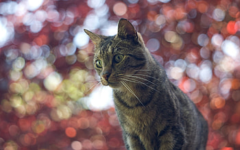 Animals, Cats HD wallpaper
