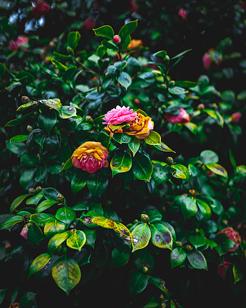 Flowers, Pink, Bush, Bloom, Flowering, Garden HD phone wallpaper