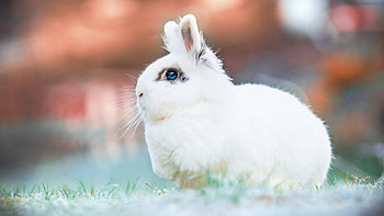 Blue Eyes White Rabbit In Blur Background Rabbit HD wallpaper