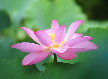 Botanic, flora, close up, Lotus, bloom HD wallpaper