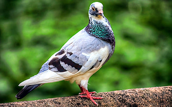 Animals, Feather, Bird, Color, Dove HD wallpaper