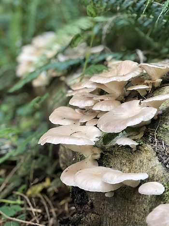 Oyster mushrooms, Nature graphy, Pleurotus ostreatus, Beautiful specimens HD phone wallpaper