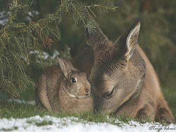 Bambi and Thumper, hare, fawn, deer, rabbit HD wallpaper