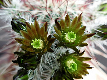 Cactus Flowers, beautiful, flowers, , cactus HD wallpaper