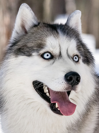 Siberian Husky in the snow, Piercing gaze, Winter wonderland, dog HD phone wallpaper