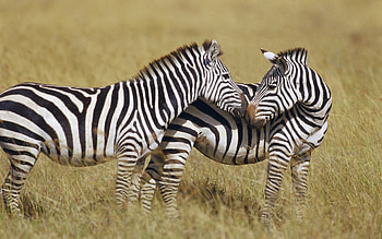 Animals, Grass, Zebra, Stripes, Streaks, To Stand, Stand HD wallpaper
