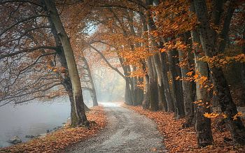 Road by River, river, autumn, trees, road, mist HD wallpaper