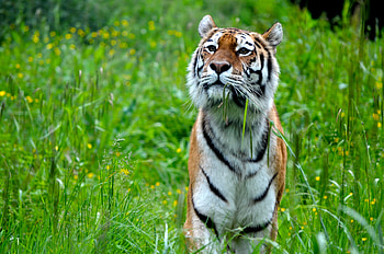 Animals, Predator, Big Cat, Tiger, Stripes, Strips HD wallpaper
