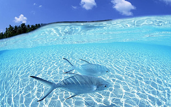Fish, Lake, Swamp, lagoon, Ocean HD wallpaper