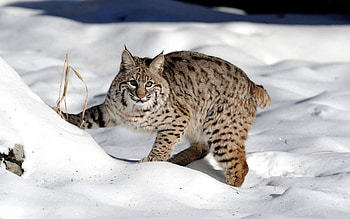 Animals, Snow, Iris, Forest, Cat HD wallpaper