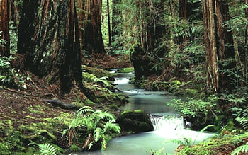 River, forests, nature, rocks, rivers HD wallpaper