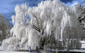 Hoarfrosted willow tree, Nature's ethereal beauty, Tranquil scenery, Captivating wonder HD wallpaper